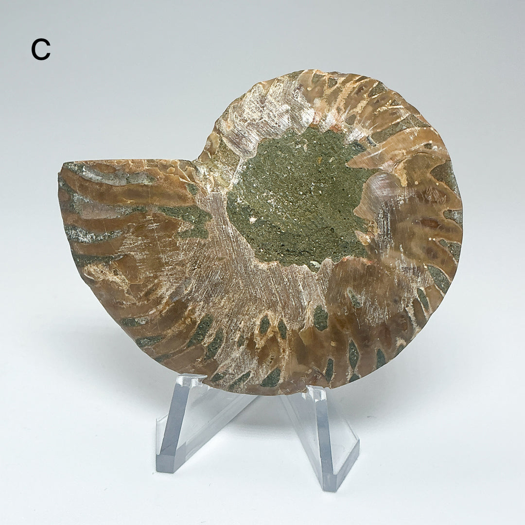 Chambered Ammonite