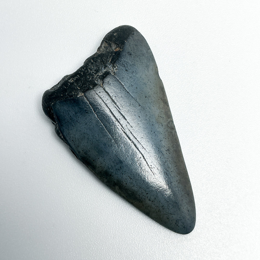 Fossilized Shark Tooth Specimen: Extinct Great White Shark
