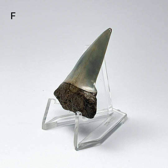 Fossilized Shark Tooth Specimen: Extinct Great White Shark
