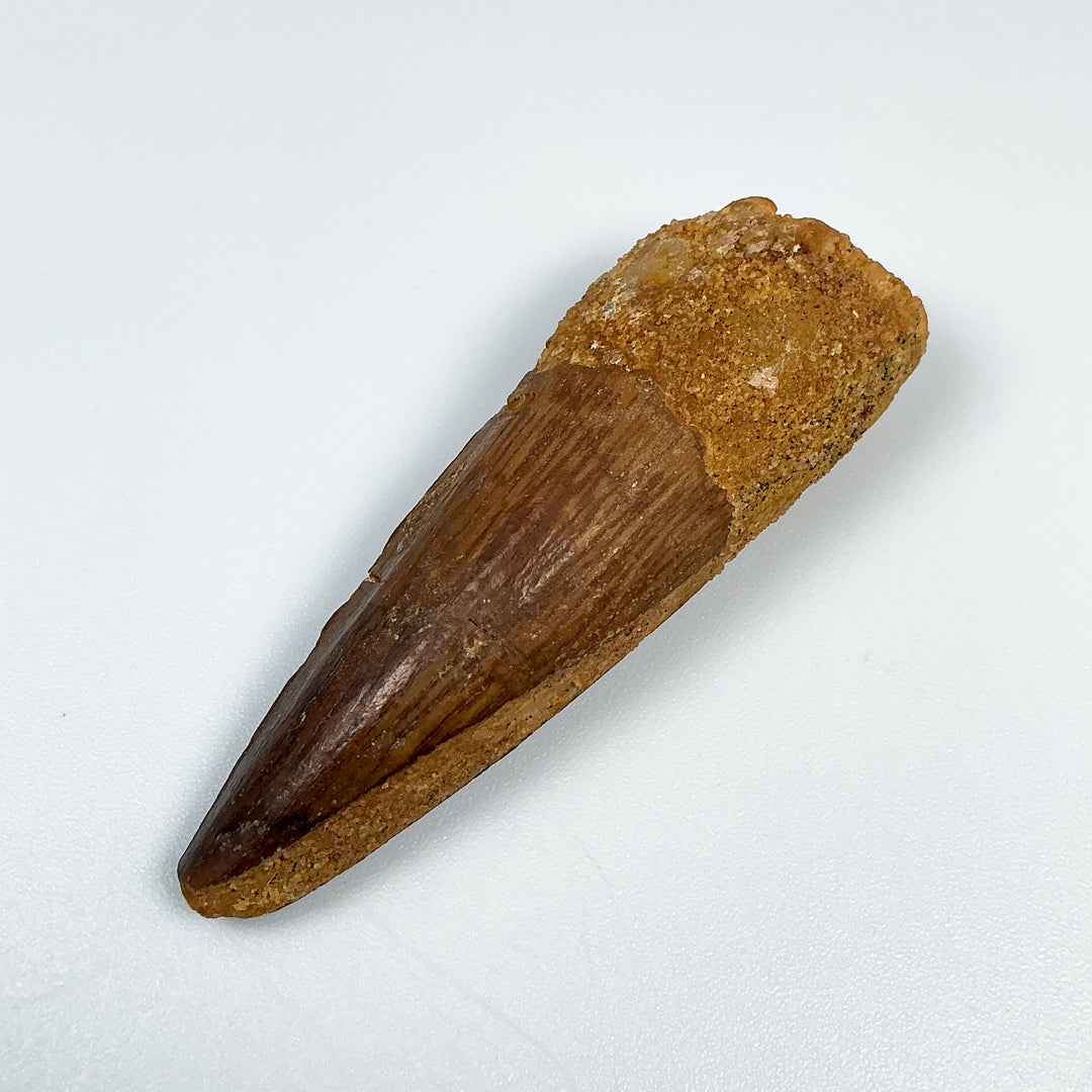 Fossilized Spinosaurus Tooth Specimen