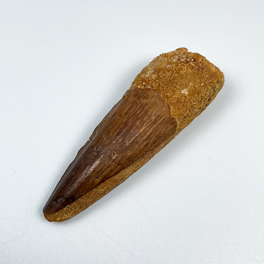 Fossilized Spinosaurus Tooth Specimen