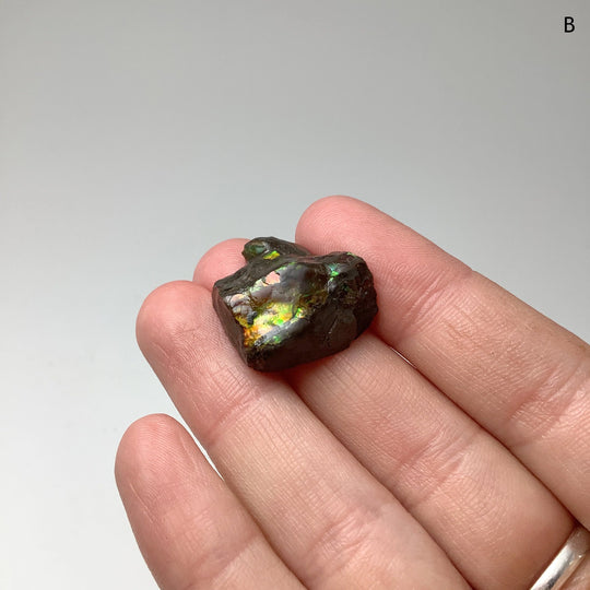 Ammolite Specimen - Rocks and Gems Canada