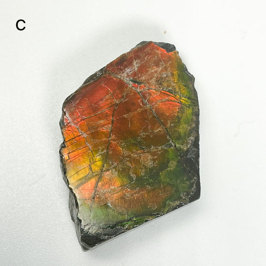 Ammolite Specimen