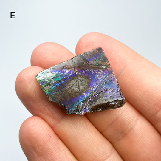 Ammolite Specimen