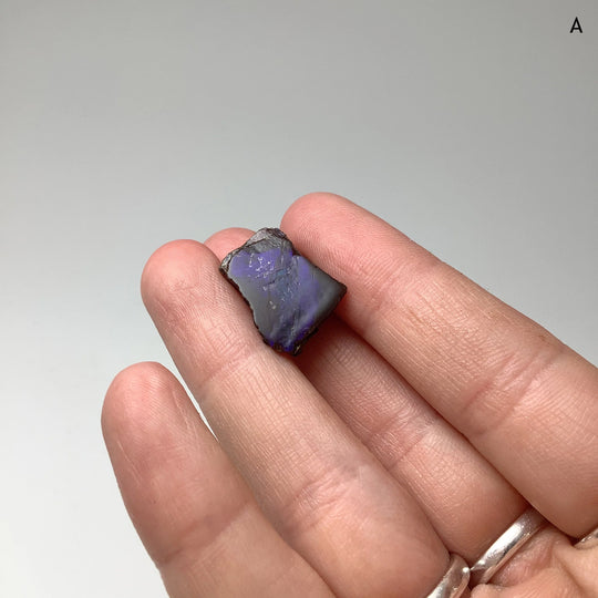 Ammolite Specimen - Rocks and Gems Canada