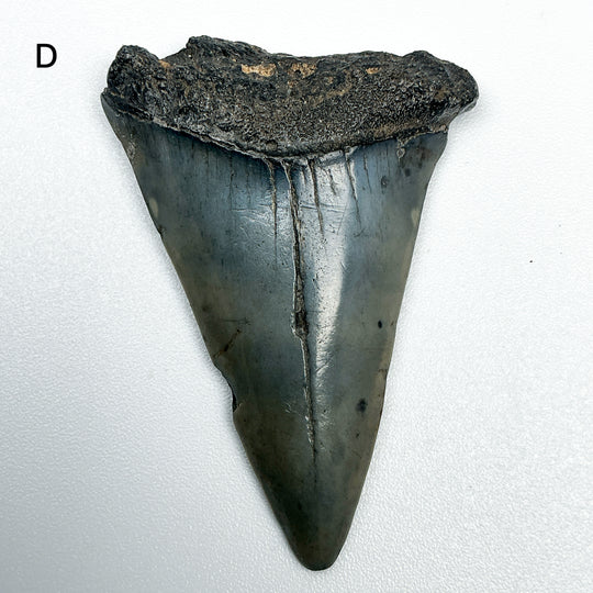 Fossilized Shark Tooth Specimen: Extinct Great White Shark