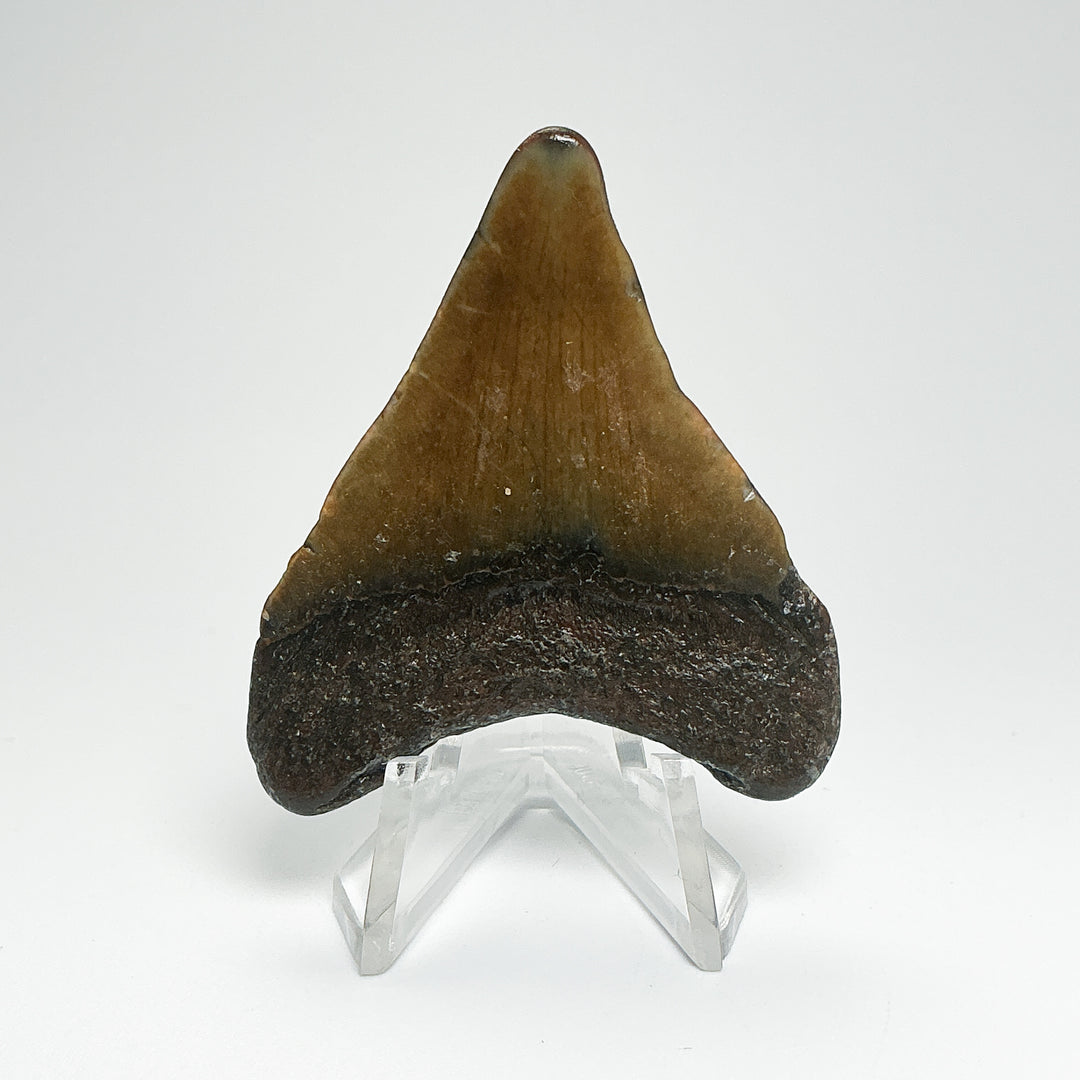 Fossilized Shark Tooth Specimen: Carcharodon Megalodon