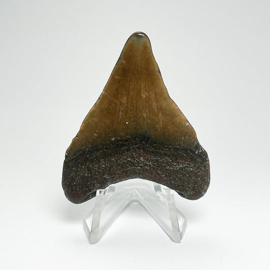 Fossilized Shark Tooth Specimen: Carcharodon Megalodon
