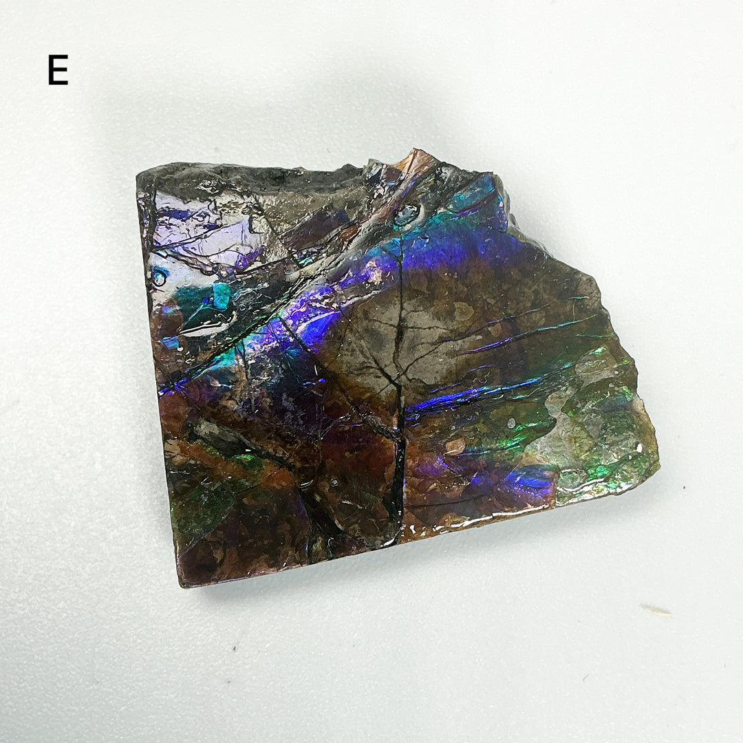 Ammolite Specimen