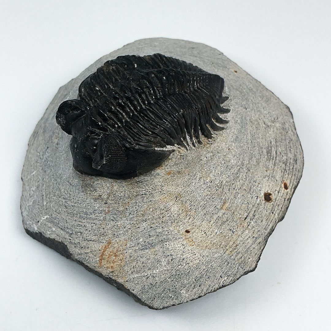 Trilobite Coltranea Fossil