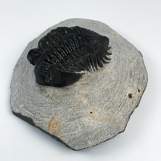 Trilobite Coltranea Fossil
