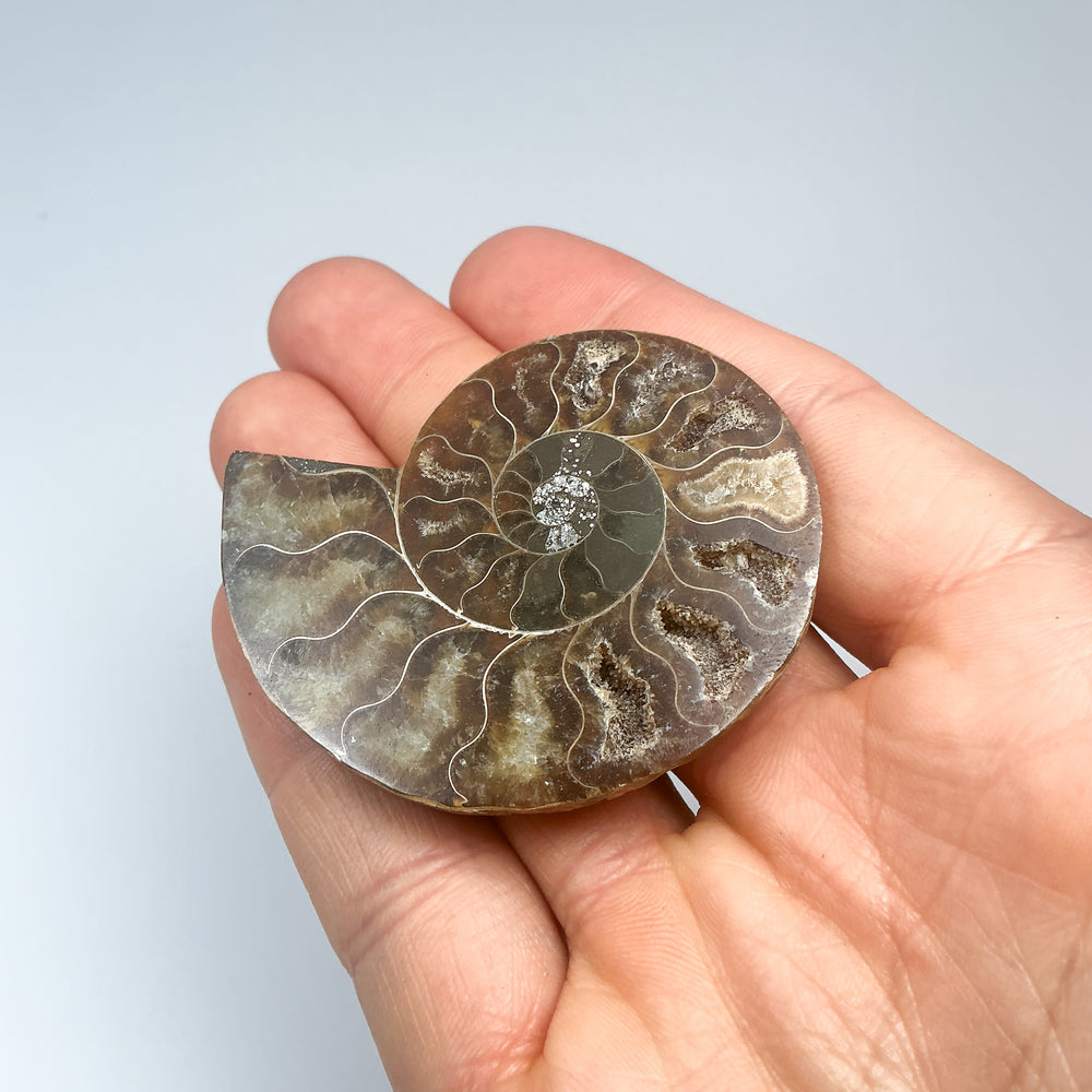 Chambered Ammonite
