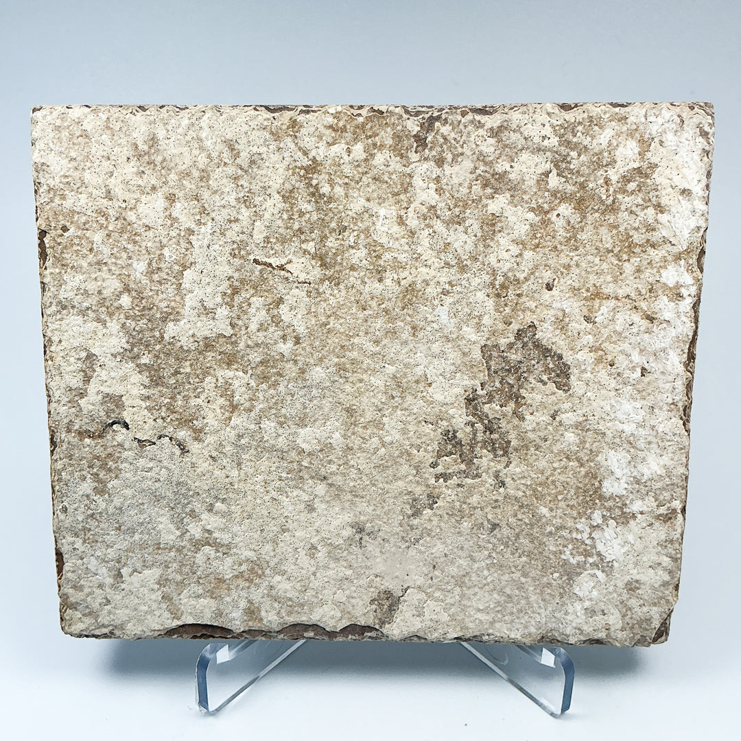 Fish Fossil - Rocks and Gems Canada