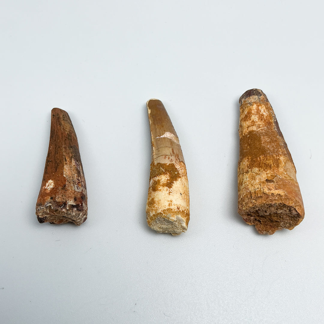 Fossilized Spinosaurus Tooth Specimen-Rocks and Gems Canada