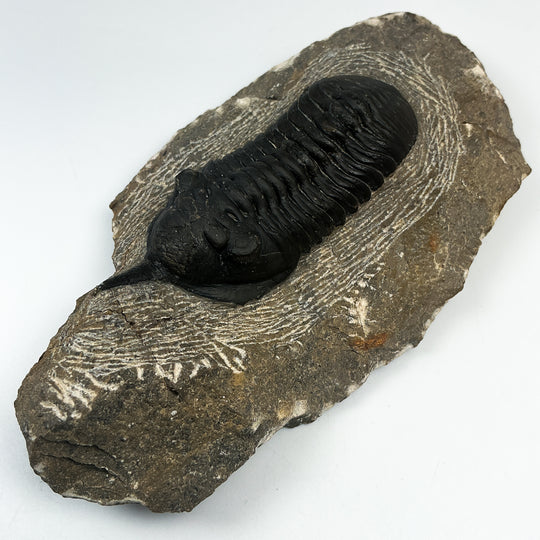 Trilobite Moroccanite Fossil