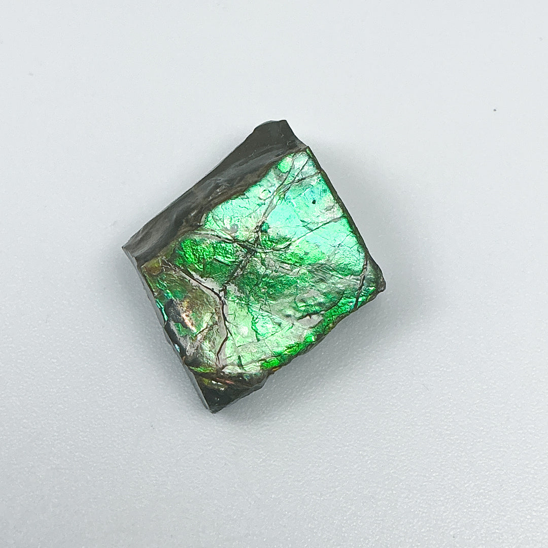 Ammolite Specimen