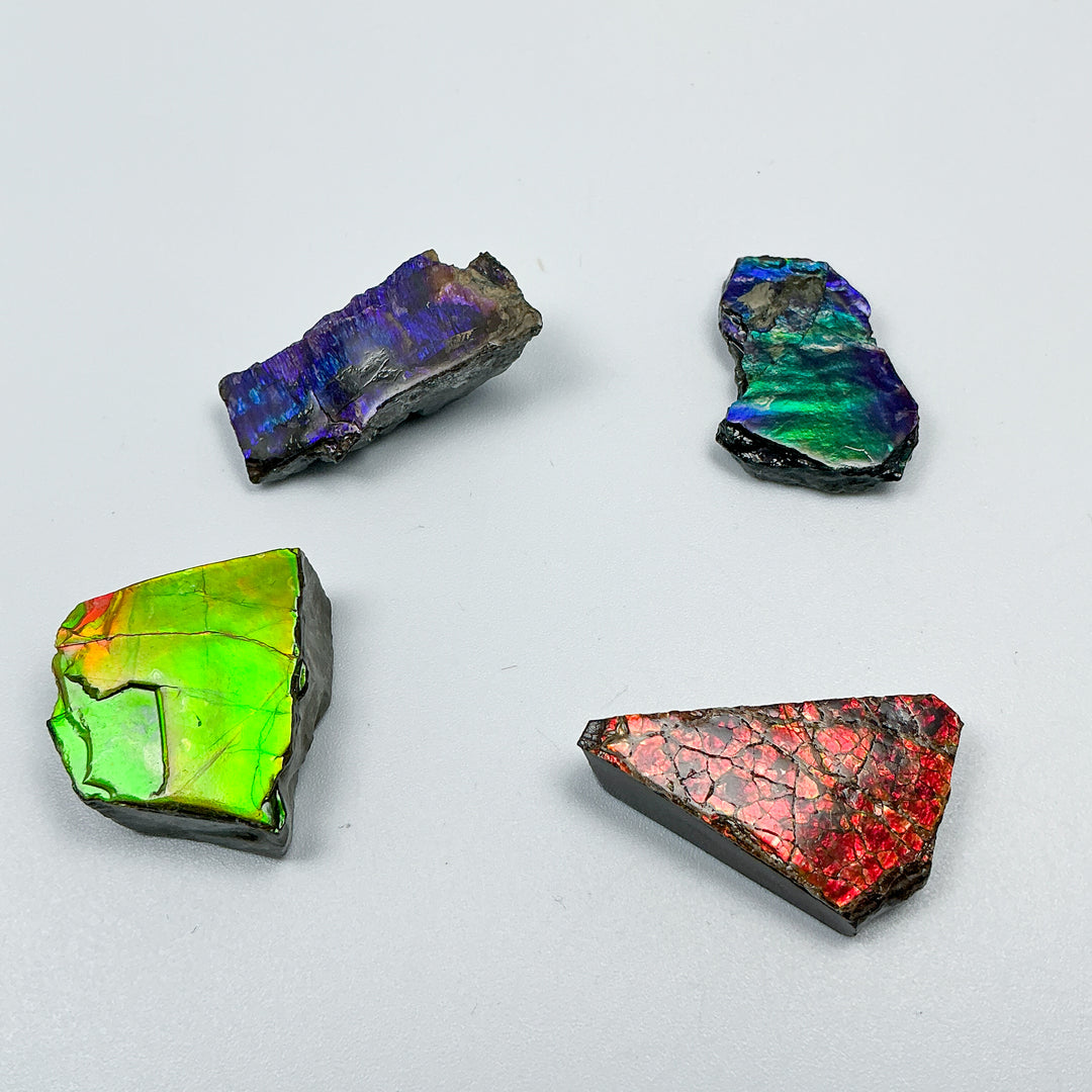 Ammolite Specimen
