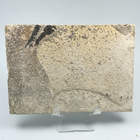 Fish Fossil