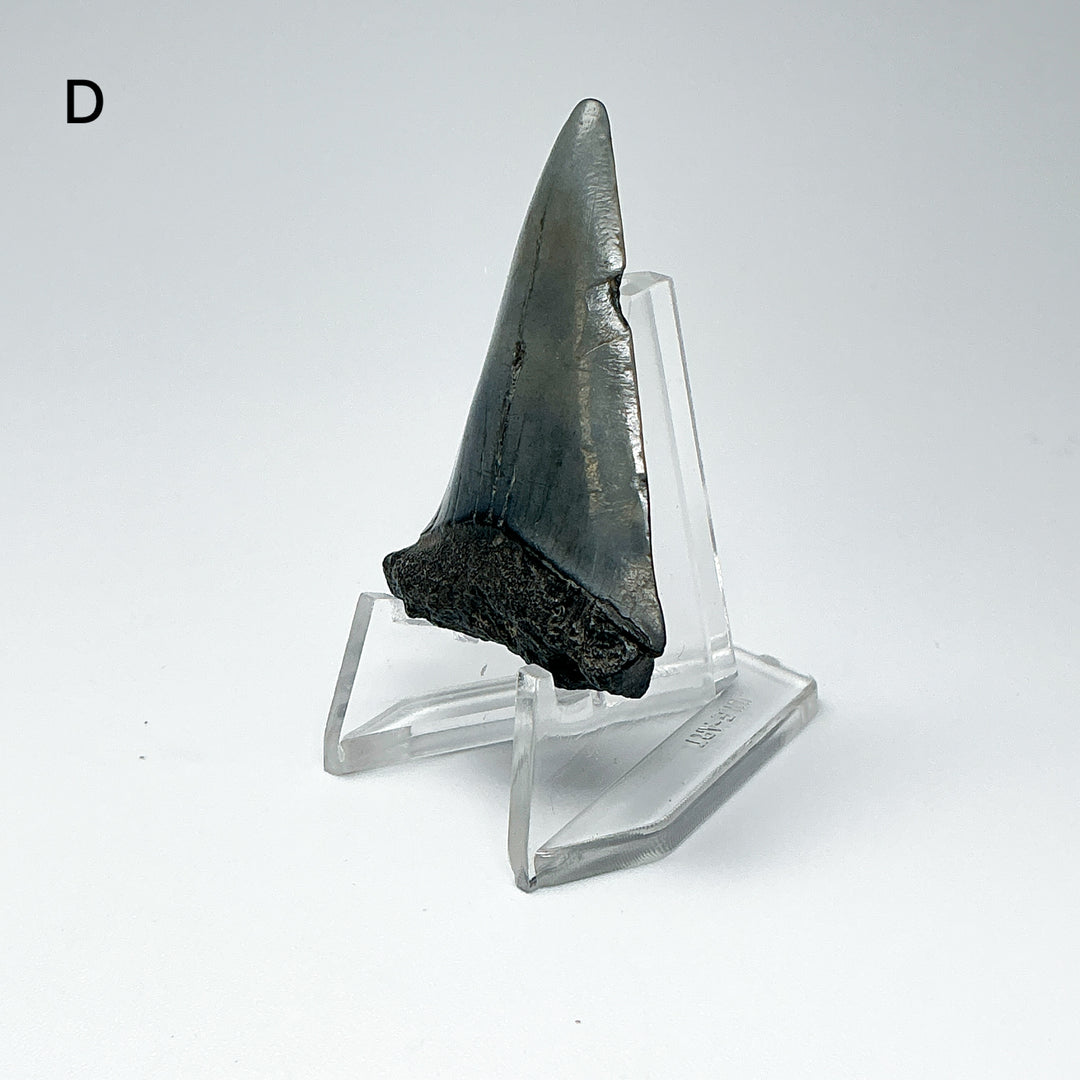 Fossilized Shark Tooth Specimen: Extinct Great White Shark