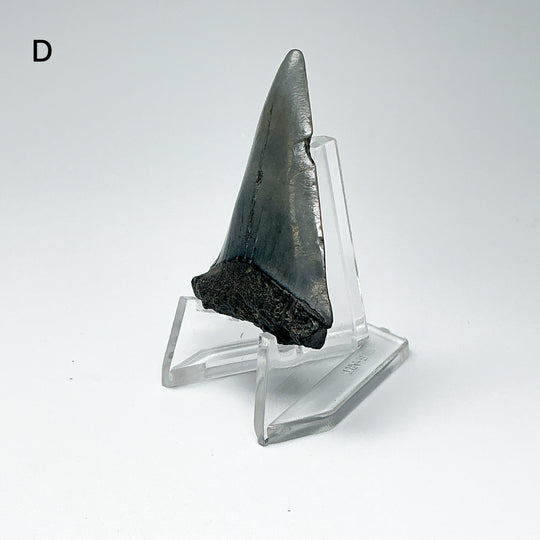 Fossilized Shark Tooth Specimen: Extinct Great White Shark