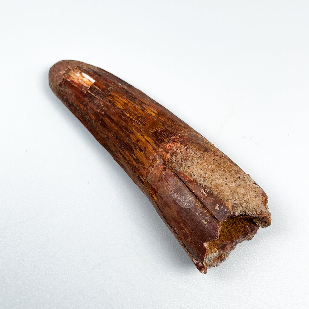 Fossilized Spinosaurus Tooth Specimen
