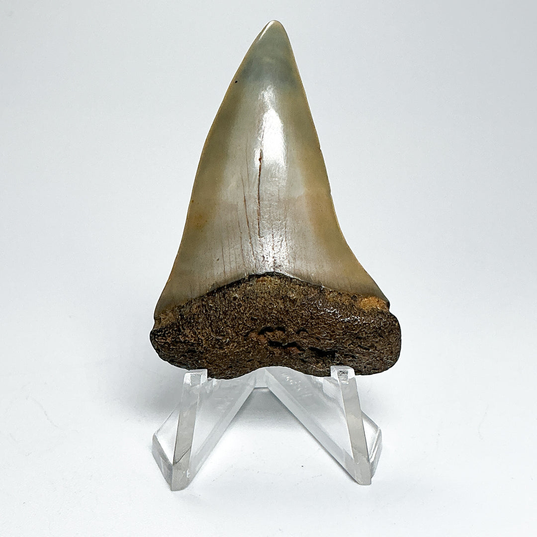 Fossilized Shark Tooth Specimen: Extinct Great White Shark