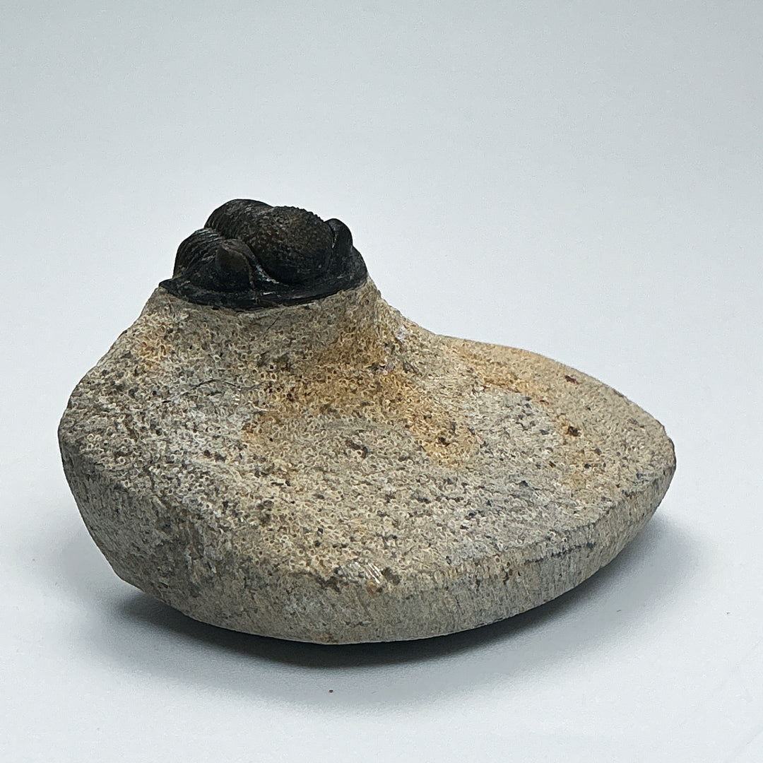 Trilobite Proetus Fossil