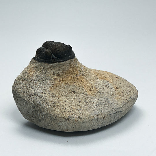 Trilobite Proetus Fossil