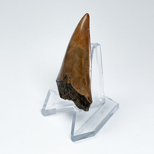 Fossilized Shark Tooth Specimen: Great White Shark