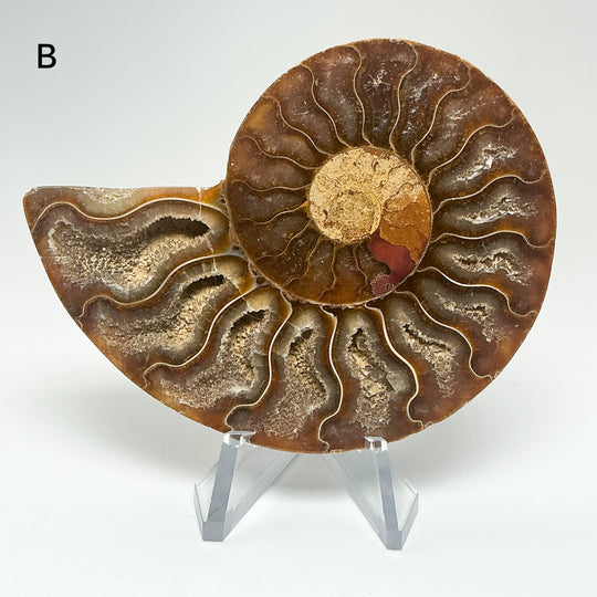 Chambered Ammonite
