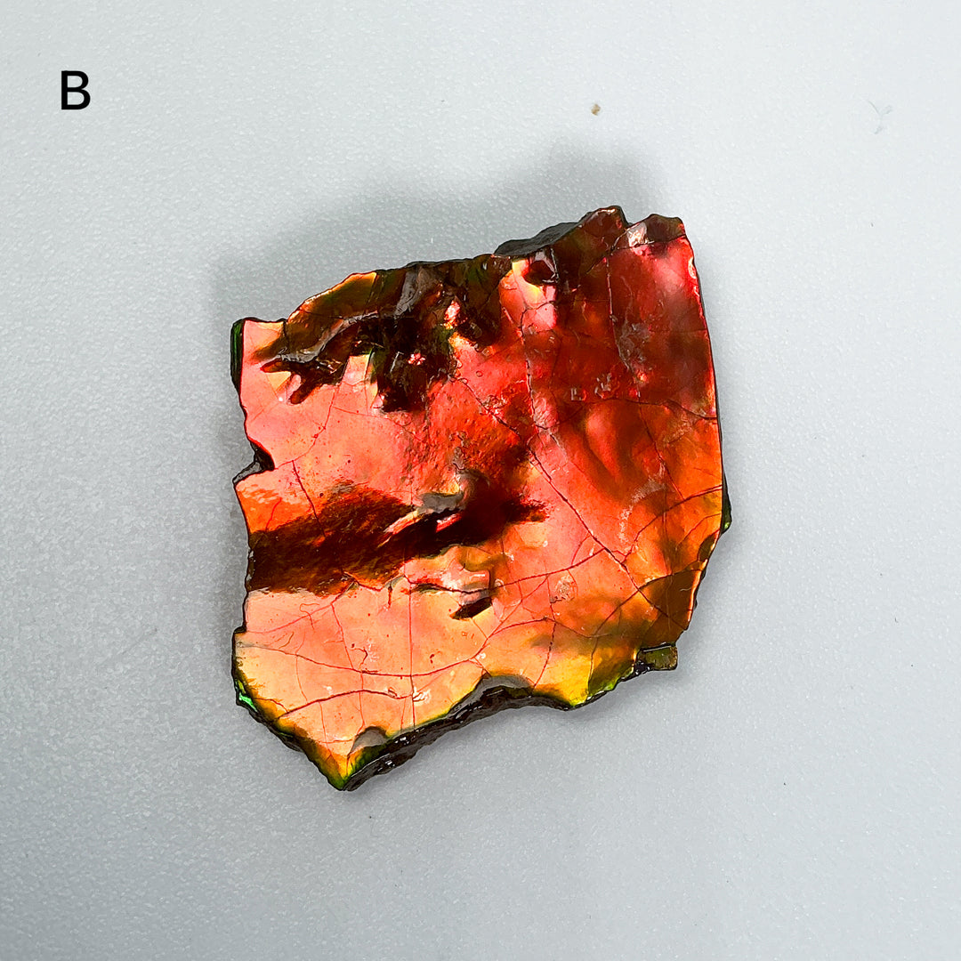 Ammolite Specimen