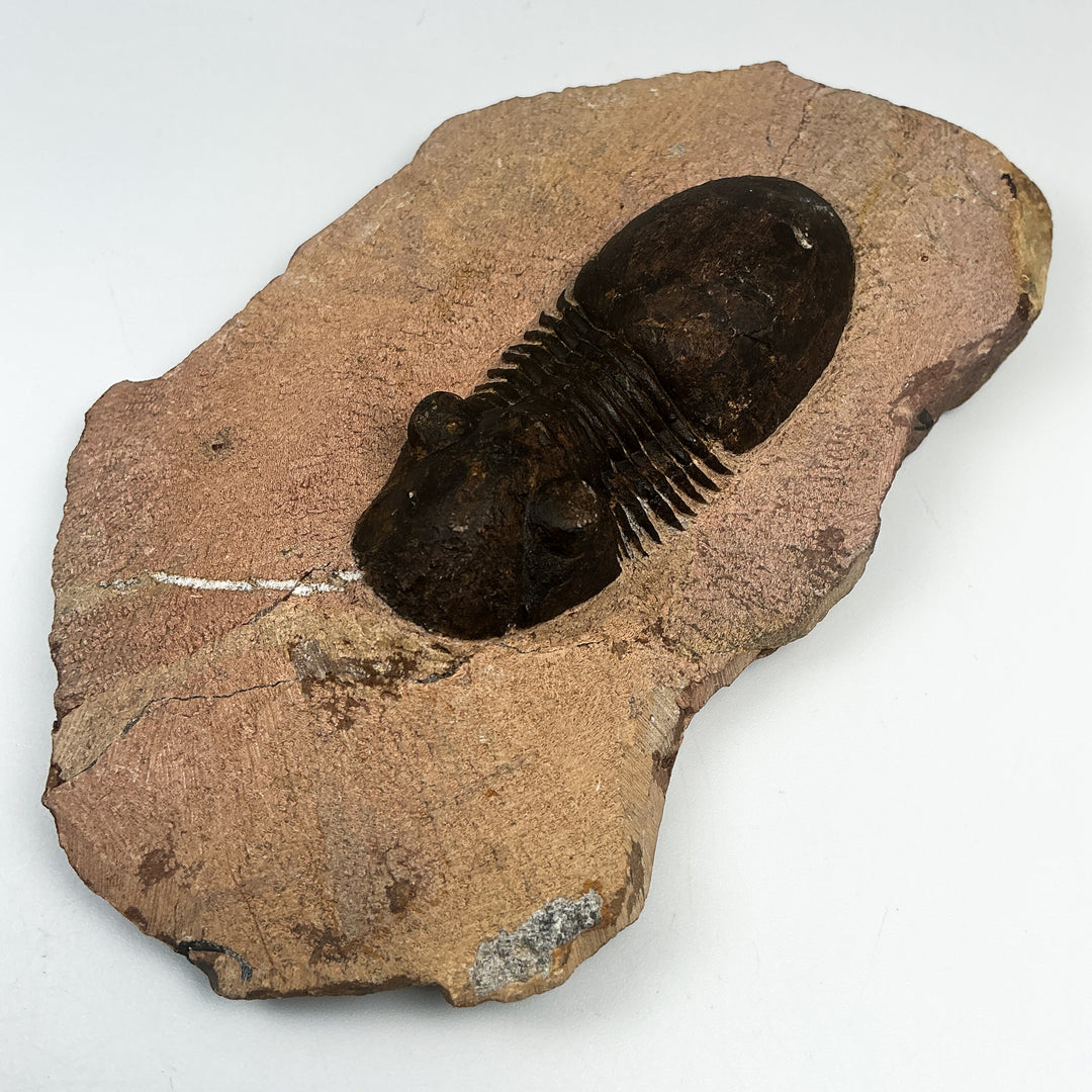 Trilobite Paralajurus Fossil