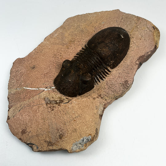 Trilobite Paralajurus Fossil