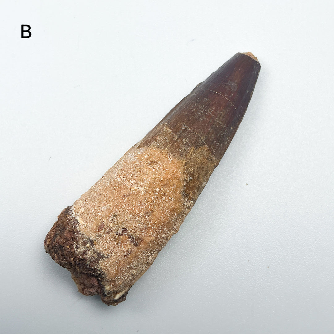 Fossilized Spinosaurus Tooth Specimen