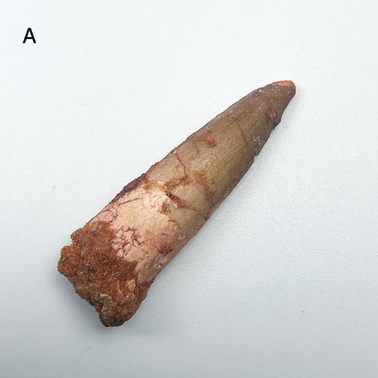 Fossilized Spinosaurus Tooth Specimen