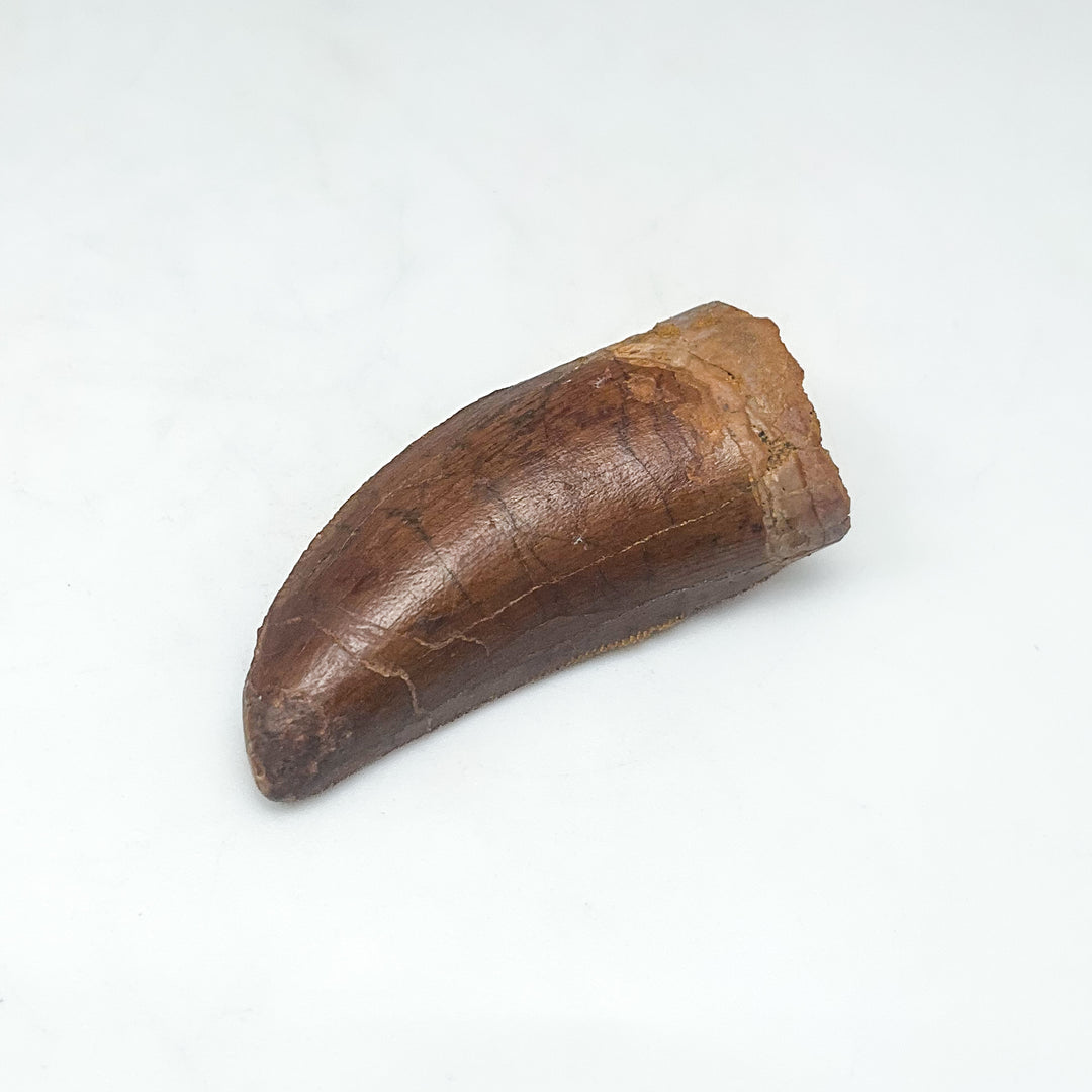 Fossilized Carcharodontosaurus Dinosaur Tooth Specimen