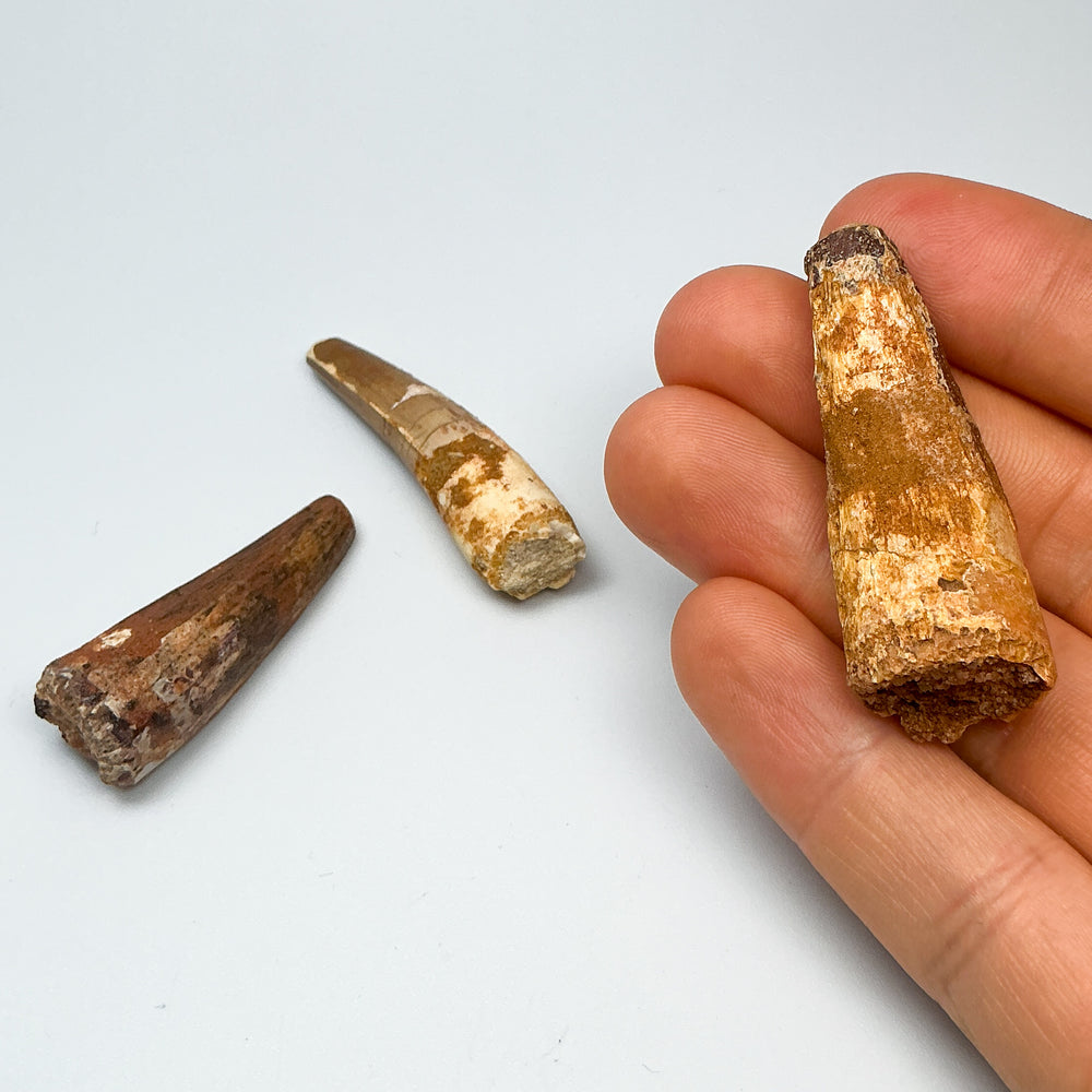 Fossilized Spinosaurus Tooth Specimen-Rocks and Gems Canada