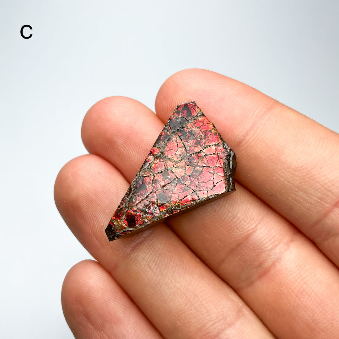 Ammolite Specimen