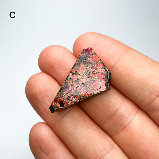 Ammolite Specimen