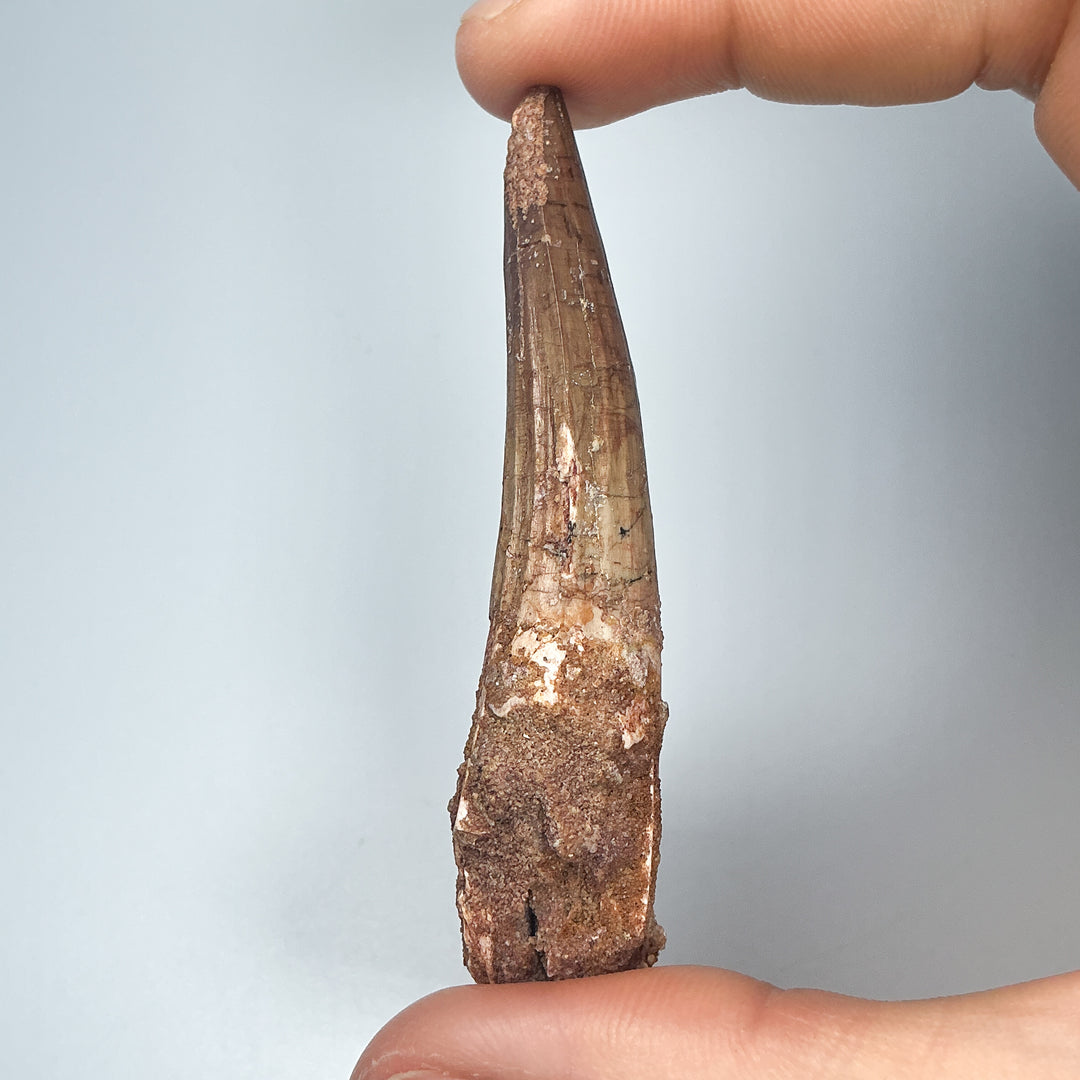 Fossilized Spinosaurus Tooth Specimen