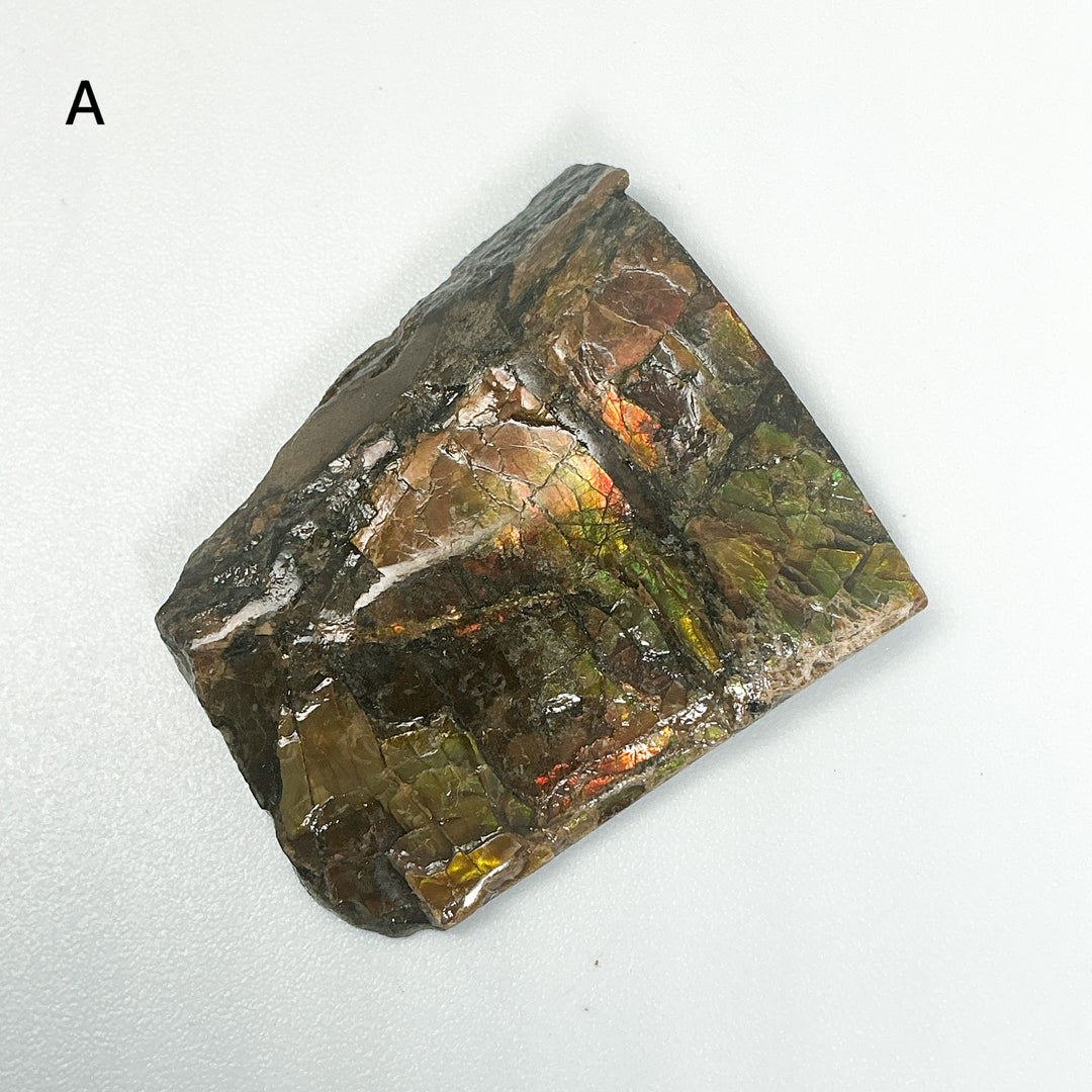 Ammolite Specimen