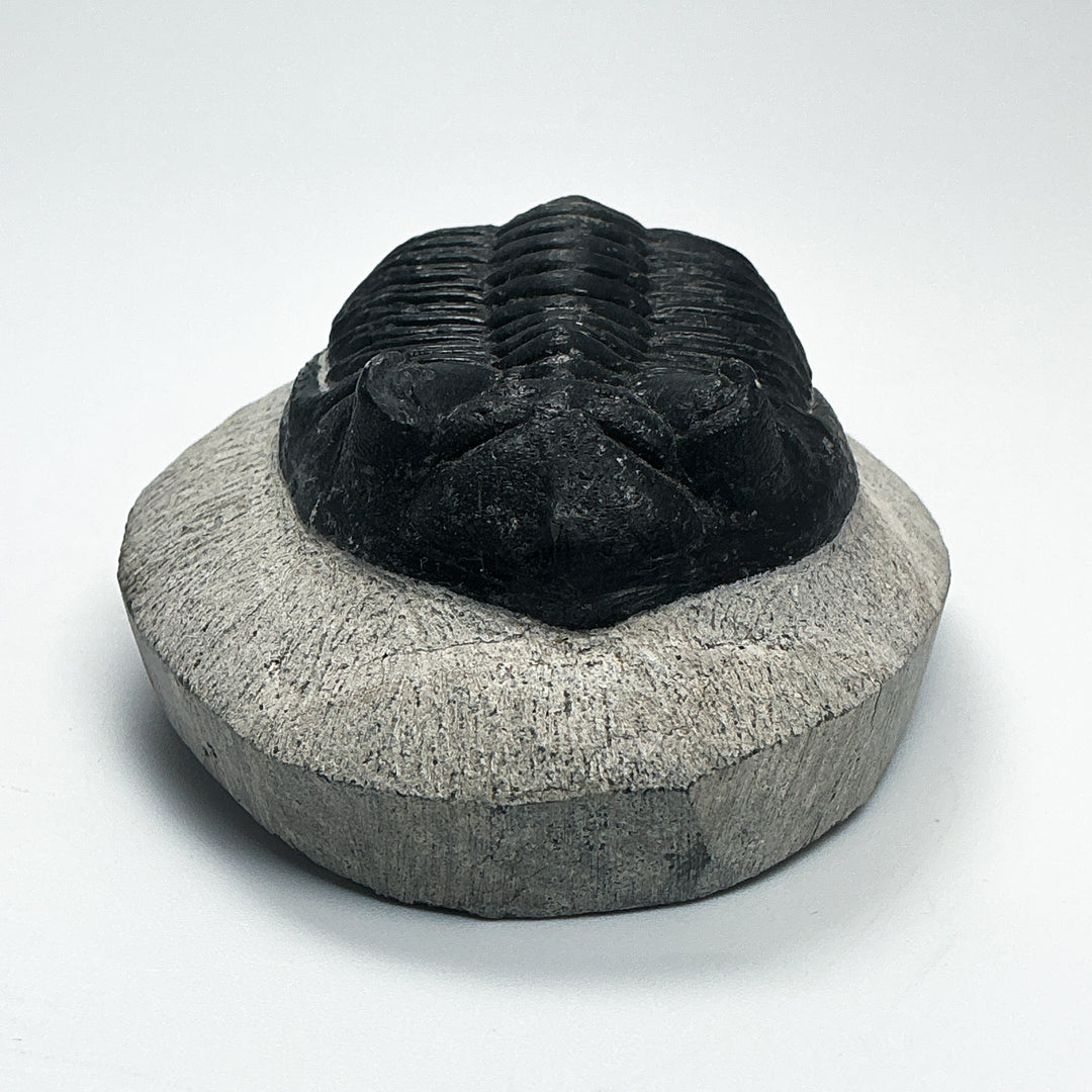Trilobite Hollardops Fossil