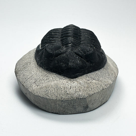 Trilobite Hollardops Fossil