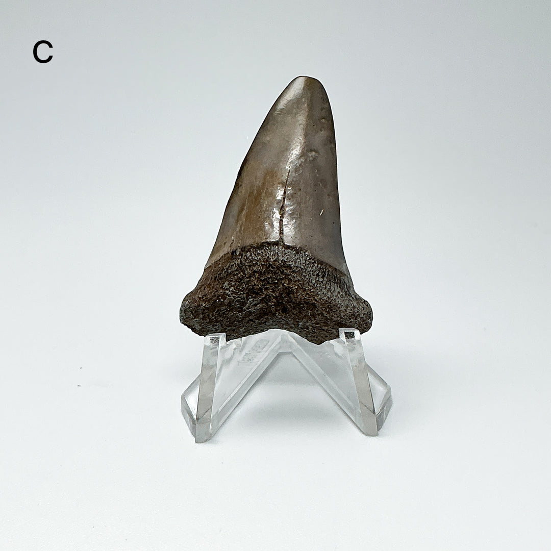 Fossilized Shark Tooth Specimen: Extinct Great White Shark
