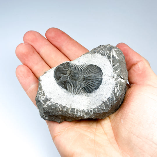 Trilobite Scutellum Fossil - Rocks and Gems Canada