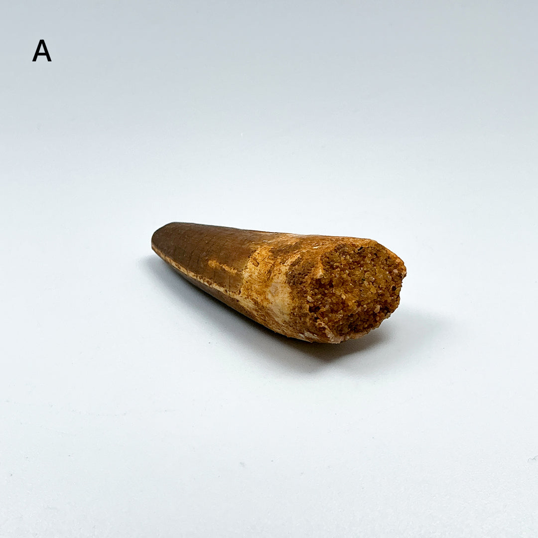 Fossilized Spinosaurus Tooth Specimen