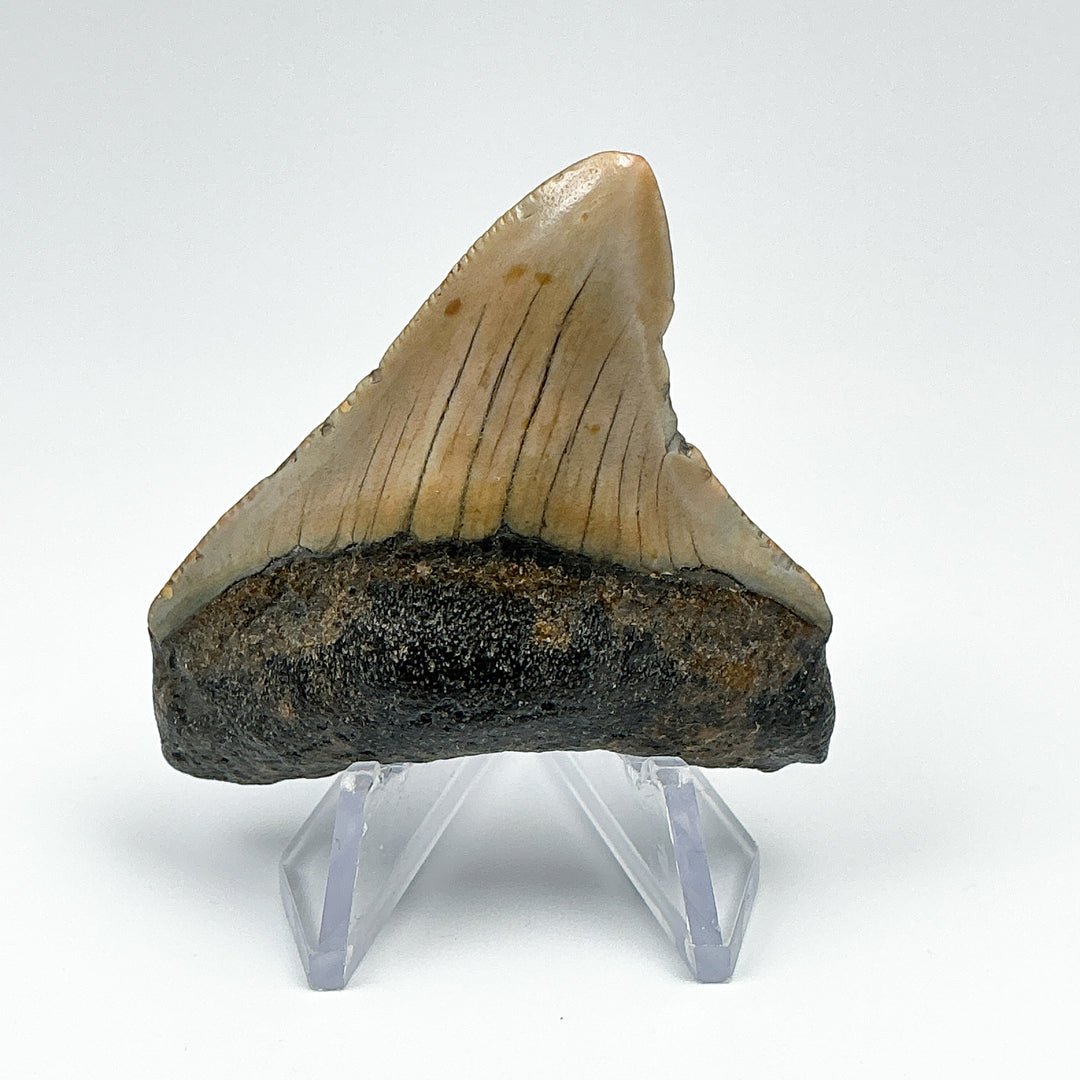 Fossilized Shark Tooth Specimen: Carcharodon Megalodon - Rocks and Gems Canada