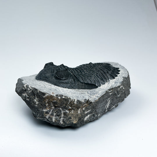 Trilobite Hollardops Fossil