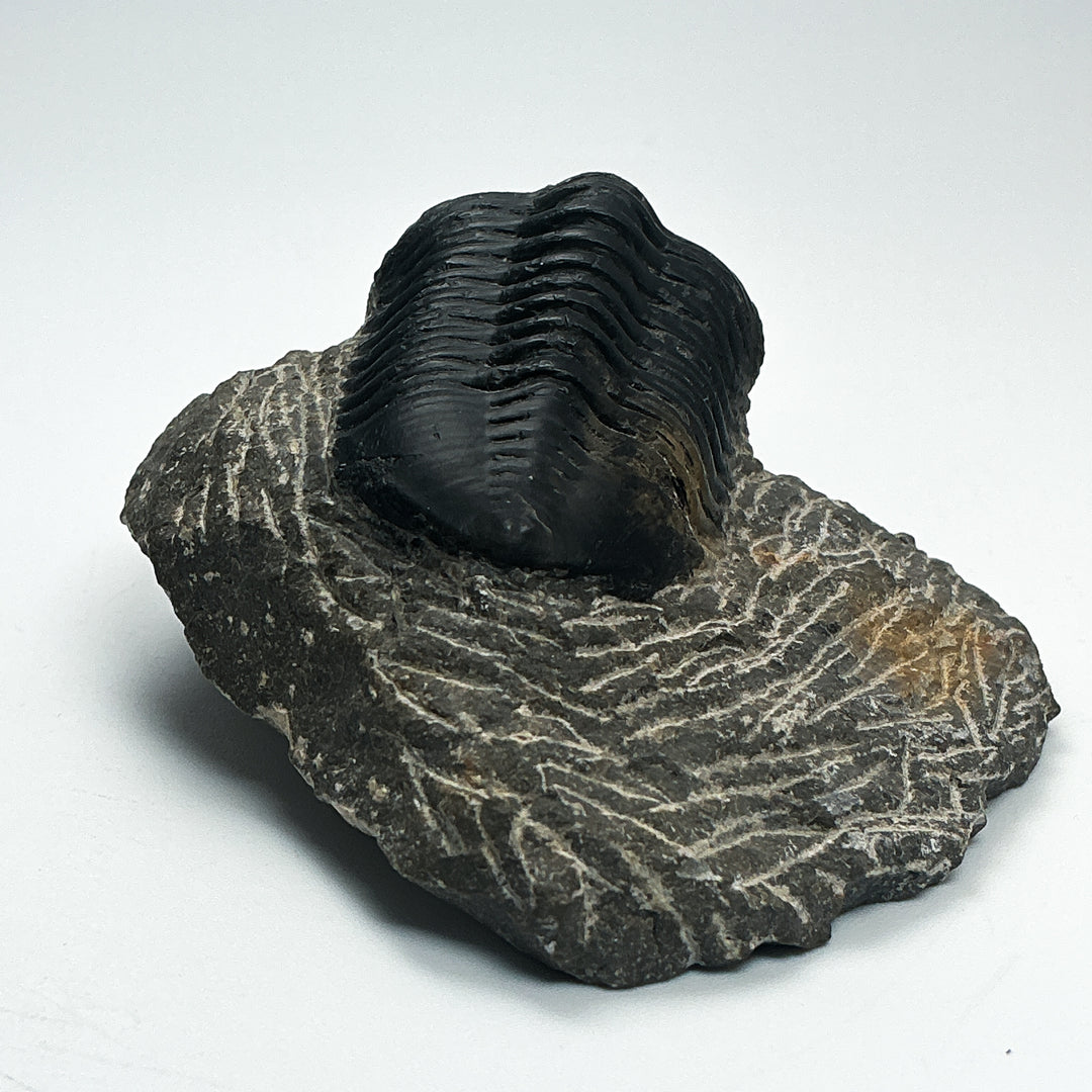 Trilobite Moroccanite Fossil