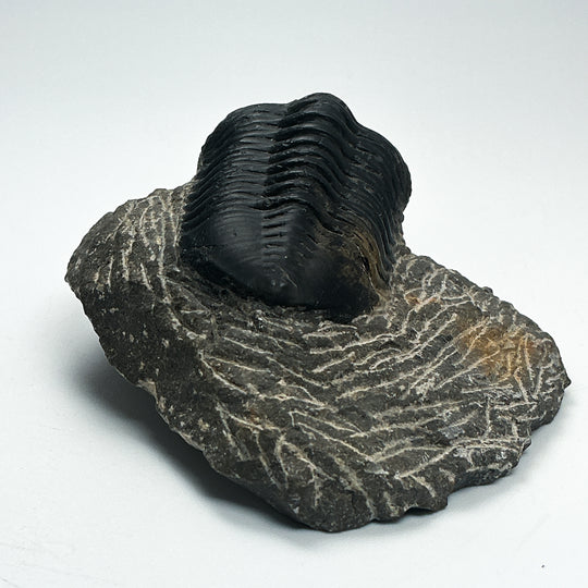 Trilobite Moroccanite Fossil